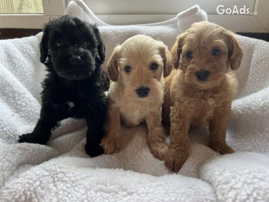 Miniature schnoodle puppy’s