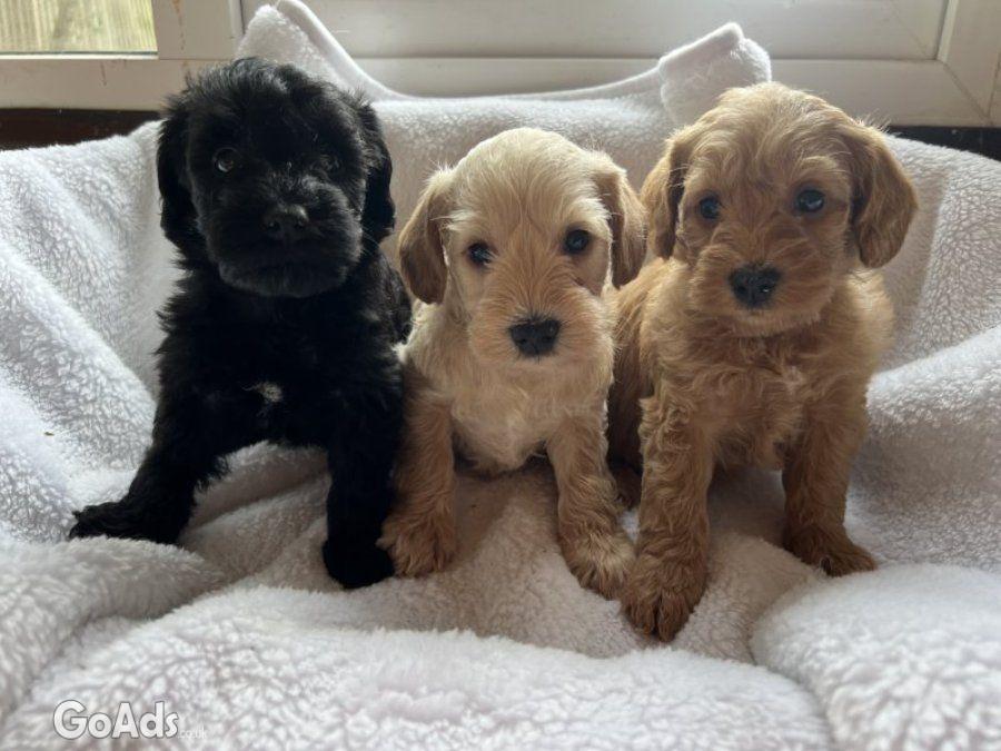 Miniature schnoodle puppy’s