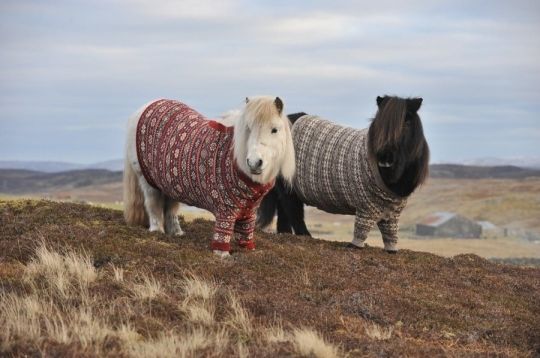 Miniature Shetland Ponies