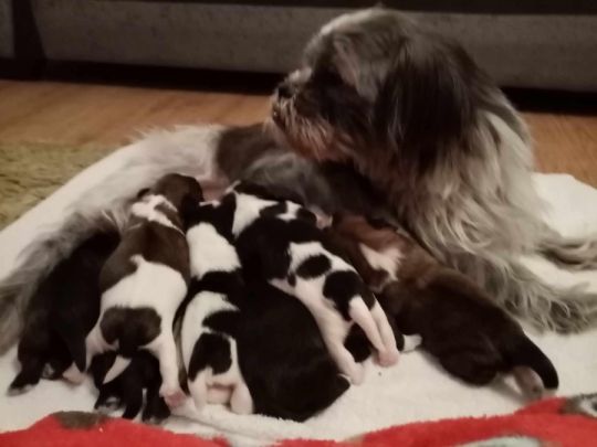 Mix breed puppies for sale