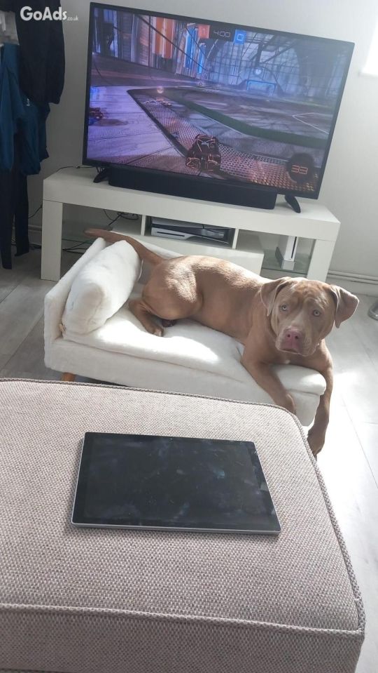 Mixed mastiff