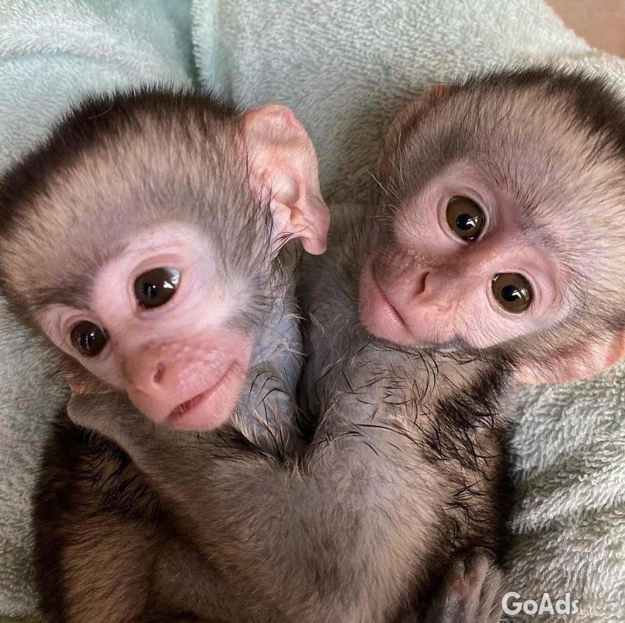 Monkeys for sale 