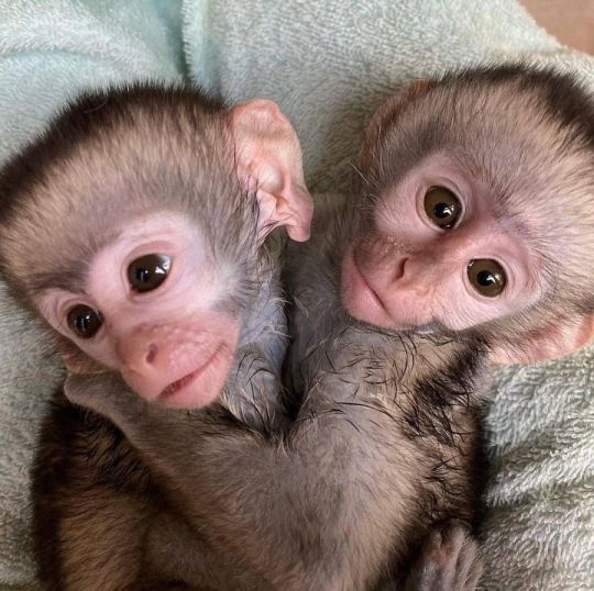 Monkeys for sale