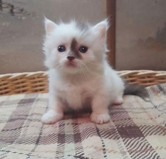 Munchkin kitten for sale near me