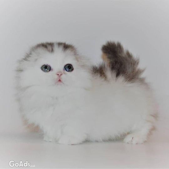 Munchkin kittens for adoption