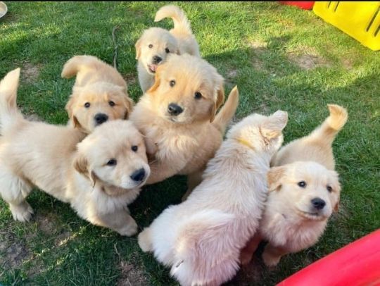 My beautiful Golden Retriever puppies
