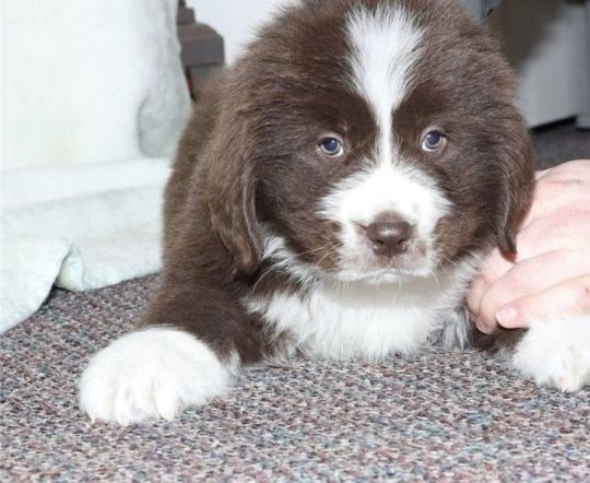 Newfie pupies for sale