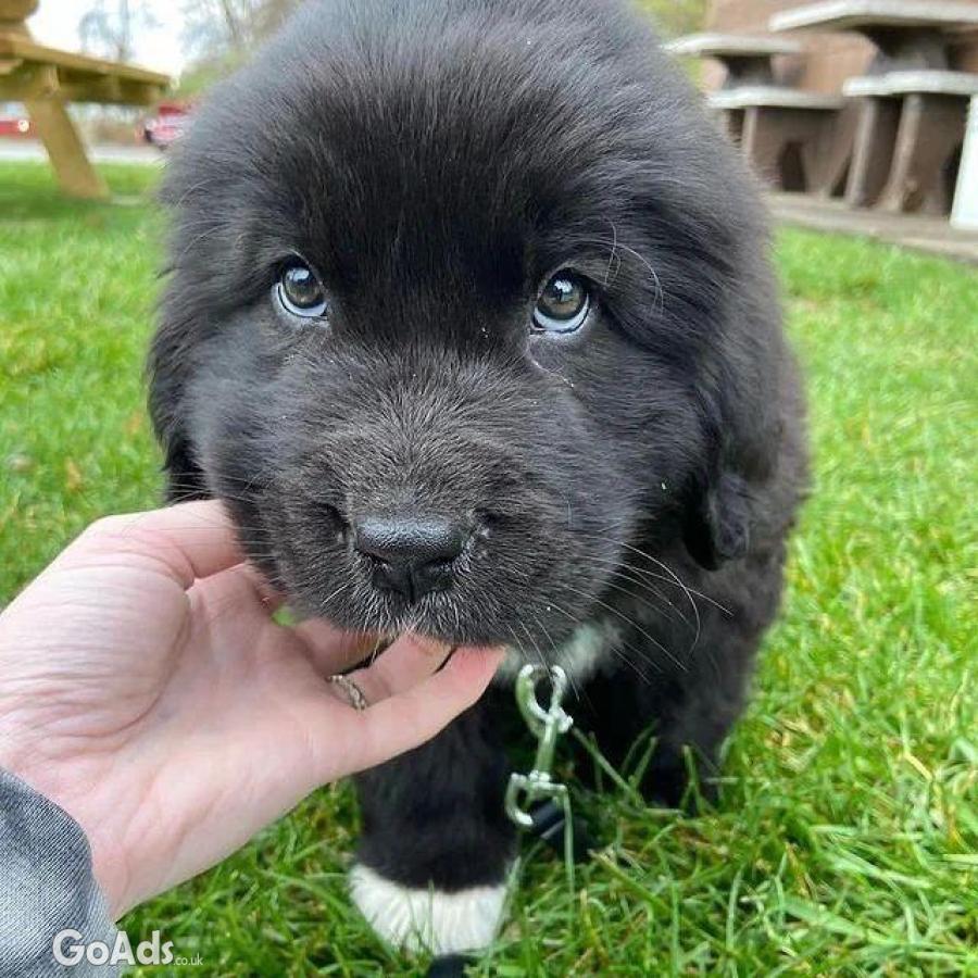 Newfoundland puppies available for sale 