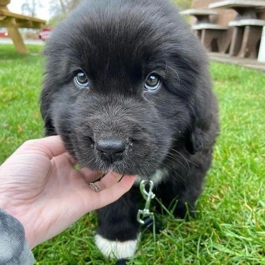 Newfoundland puppies available for sale
