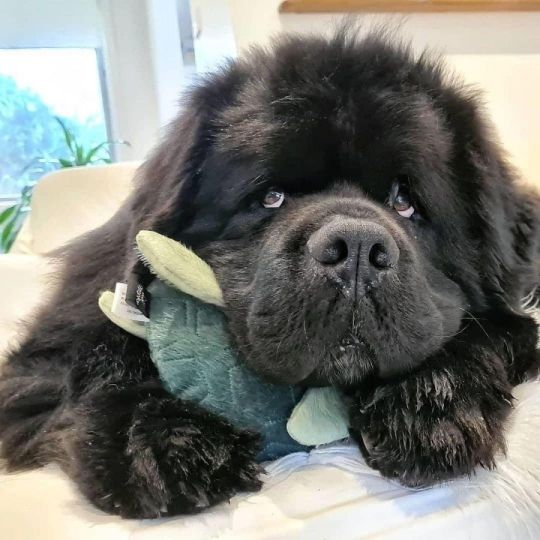 Newfoundland puppies for good home