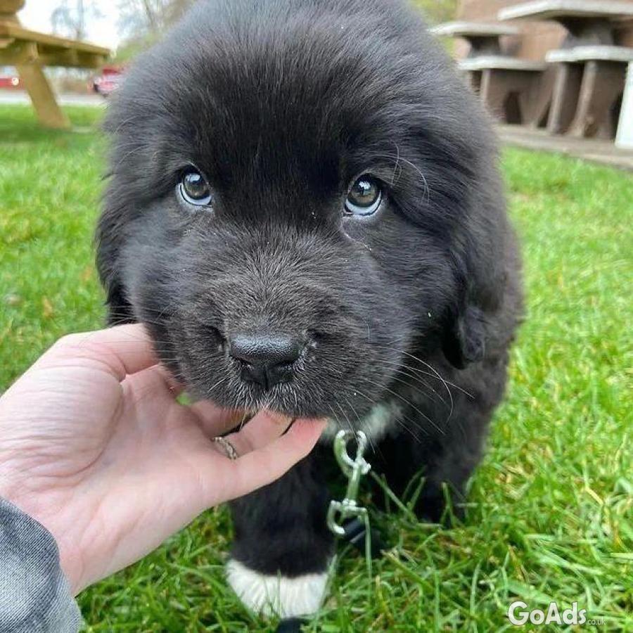 Newfoundland puppies for sale near me 