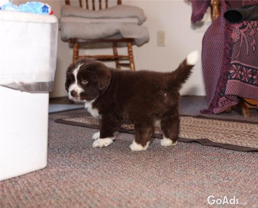 NEWFOUNDLAND PUPPIES FOR SALE.