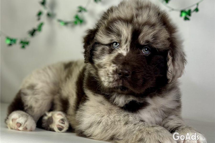 Newfoundland puppies for sale