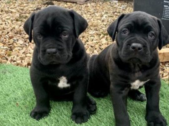 Nice and Healthy Cane Corso Puppies Available