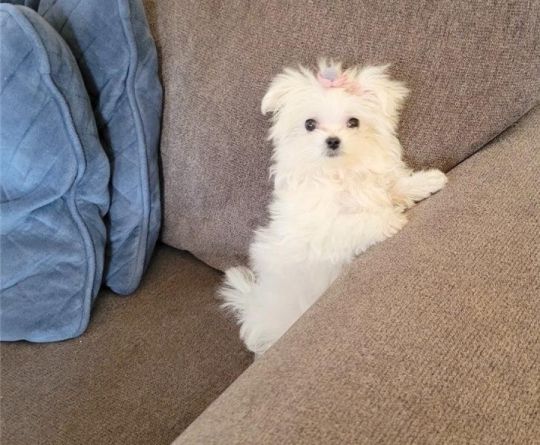 Nice and Healthy Maltese Puppies Available