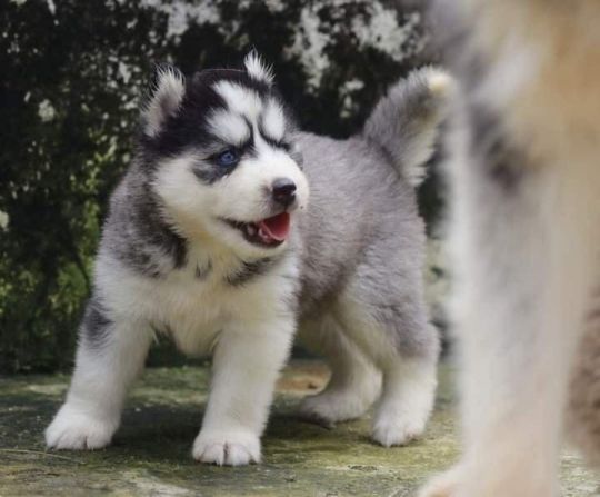 Nice Looking Fantastic Blue Eyes Siberian Husky Puppies for sale