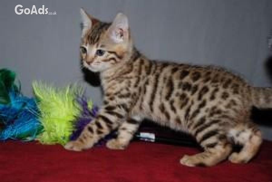 Nice male and female Bengal Kittens Available for sale