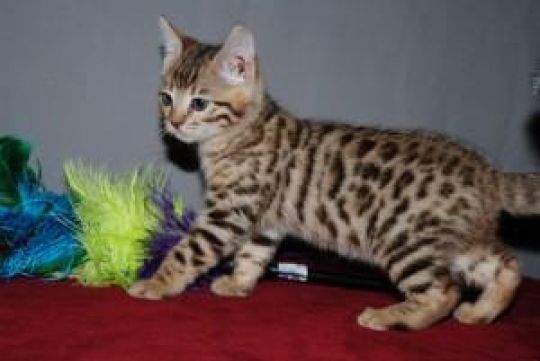 Nice male and female Bengal Kittens Available for sale