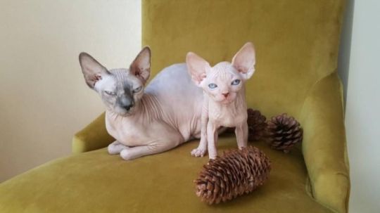 Nice Male and female sphynx kittens available