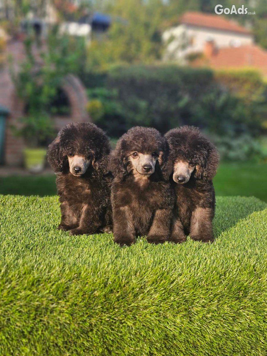 Offered gray poodle