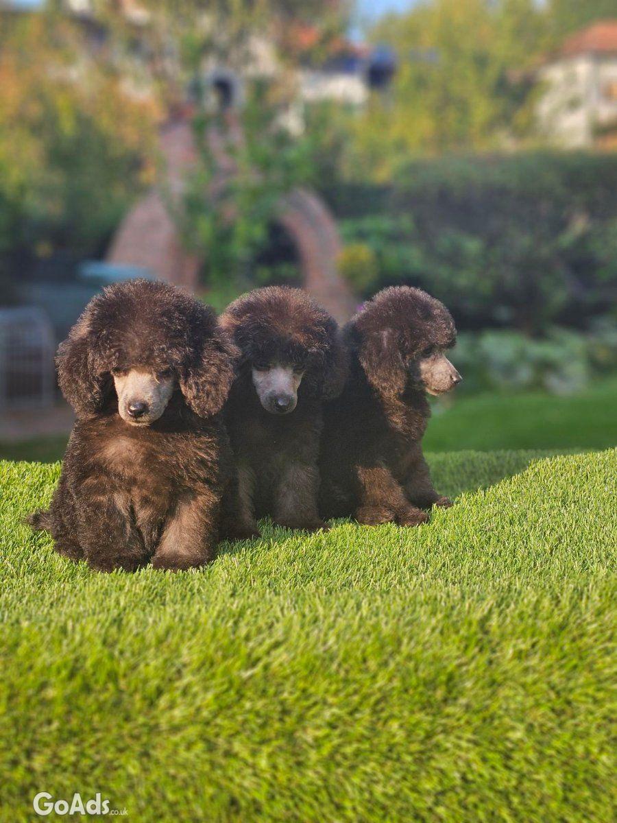 Offered gray poodle