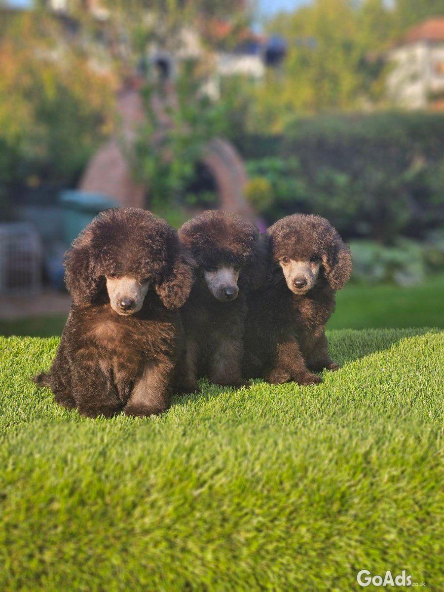 Offered gray poodle