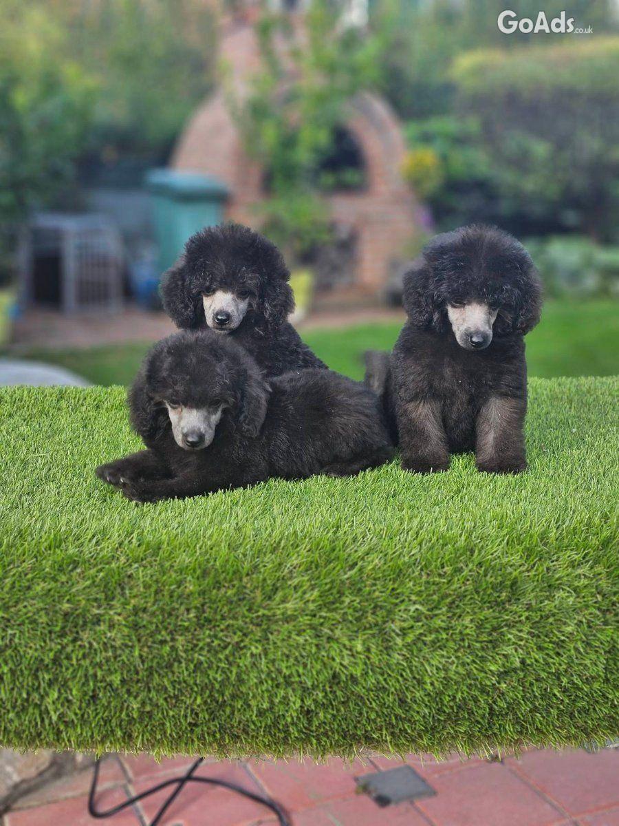 Offered gray poodle