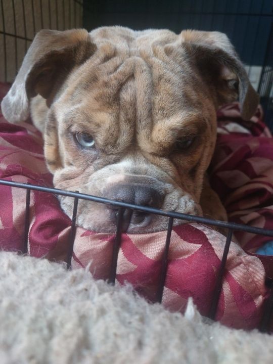 Old tyme Bull dog 7 months female
