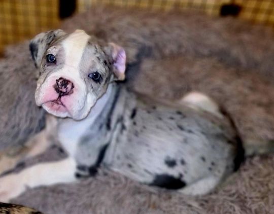 Old tyme bulldog x