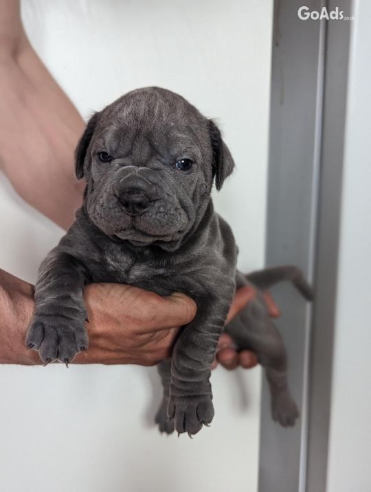 Old Tyme Merle Bulldogs For Sale