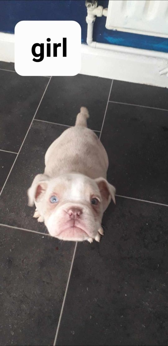 Olde English bulldog puppies