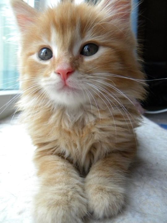 Orange Siberian Kitten