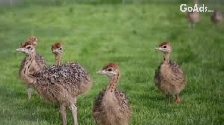 Ostrich chicks and others available 