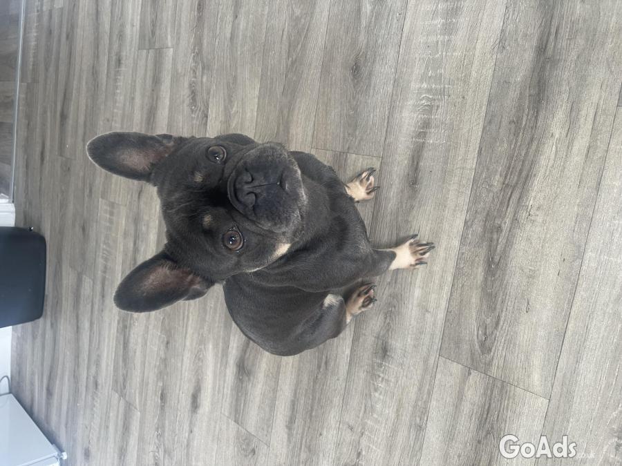 Our beautiful blue French bulldog