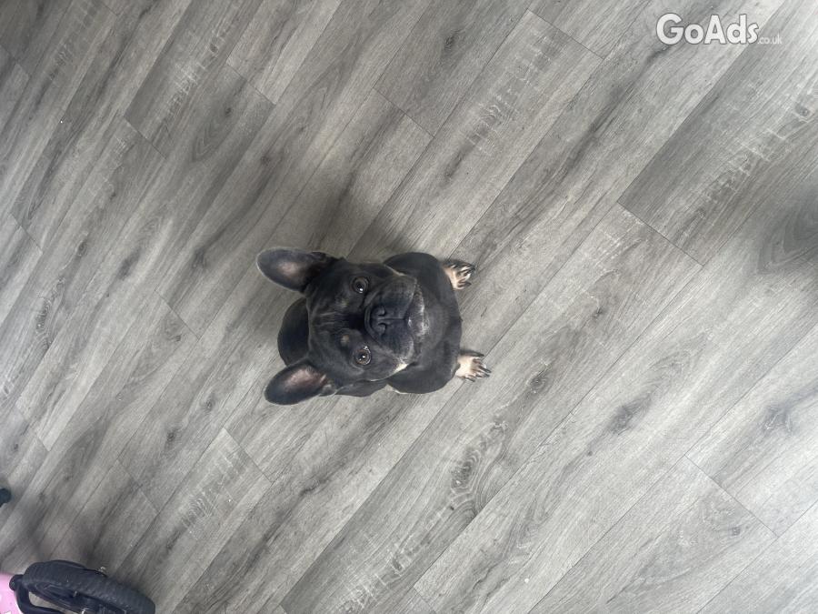 Our beautiful blue French bulldog