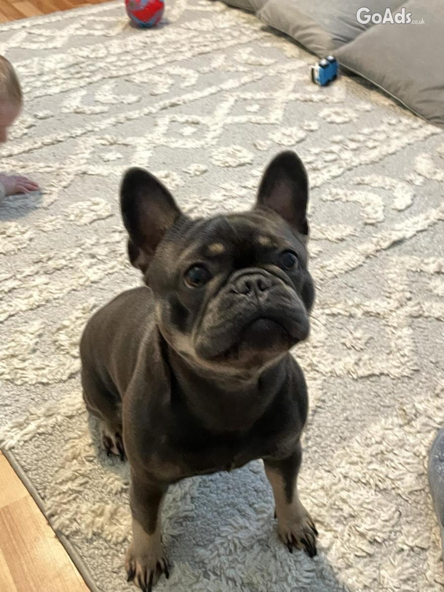 Our beautiful blue French bulldog
