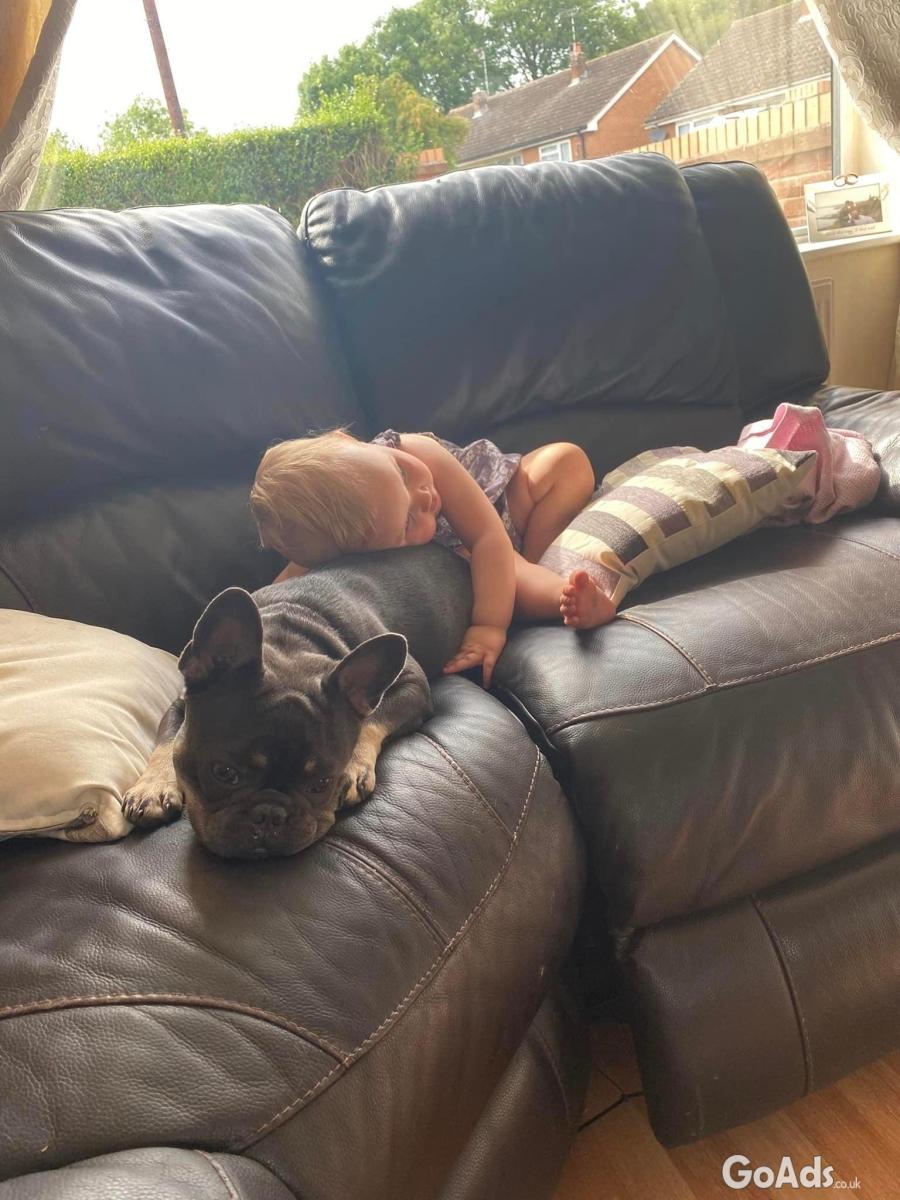 Our beautiful blue French bulldog