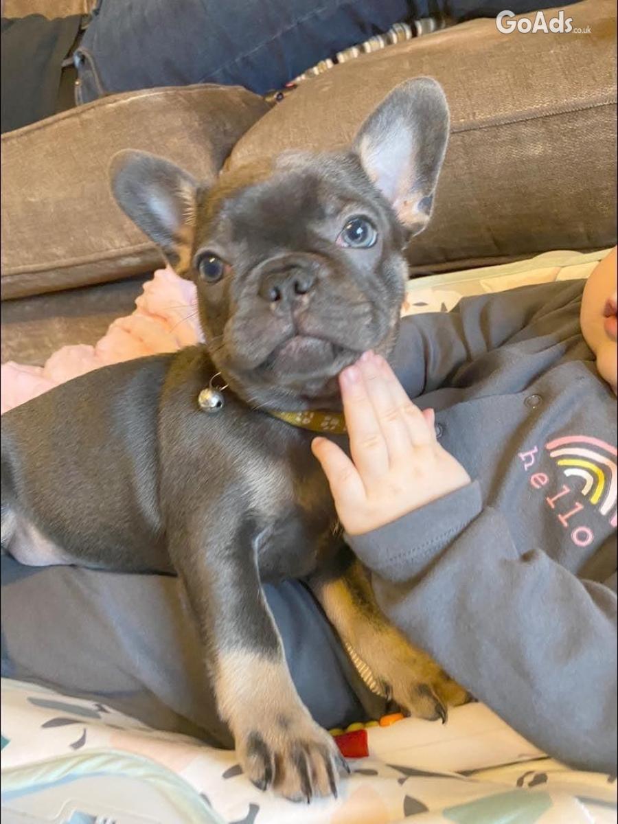 Our beautiful blue French bulldog