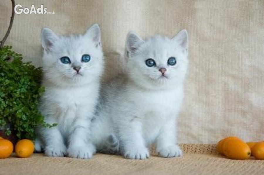 Our beautiful kittens British shorthair kittens for sale .