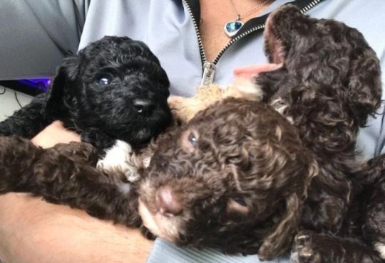 ⭐️Our last stunning chocolate girl⭐️ Toy poodle