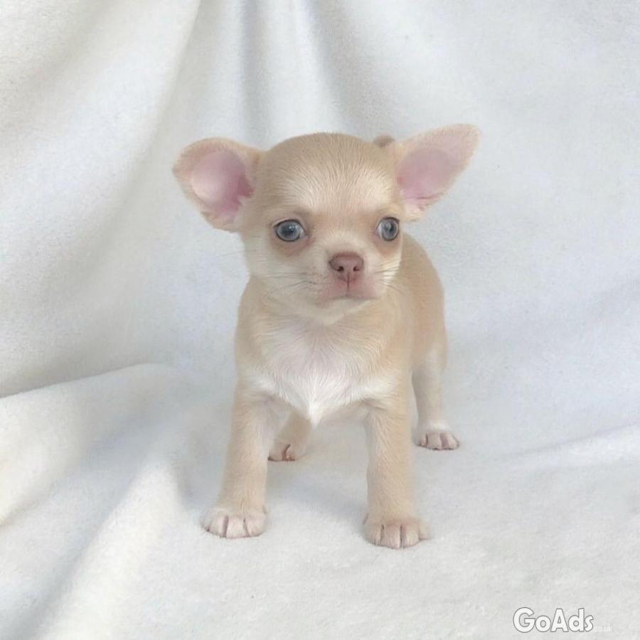 Oustanding Small Size Chihuahua Puppies