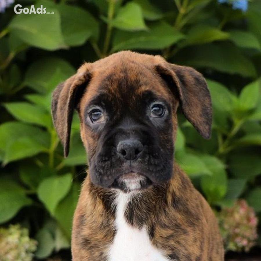 Outstanding Boxer Puppies For Sale