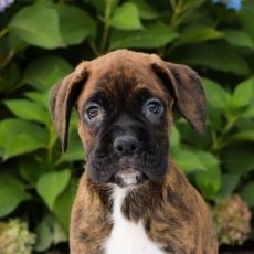 Outstanding Boxer Puppies For Sale