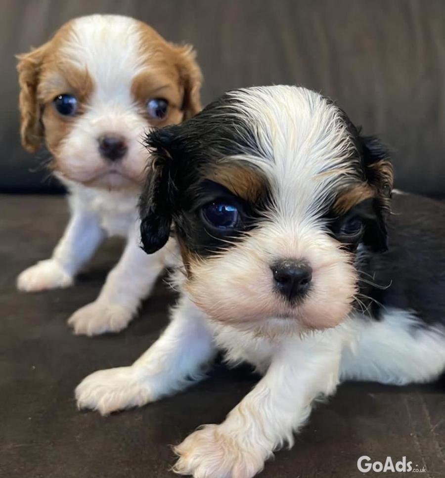 Outstanding Cavalier King Charles Spaniel puppies. 