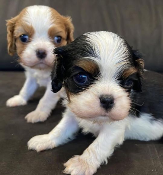Outstanding Cavalier King Charles Spaniel puppies.