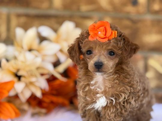 Outstanding litter Of Miniature Poodles for Sale