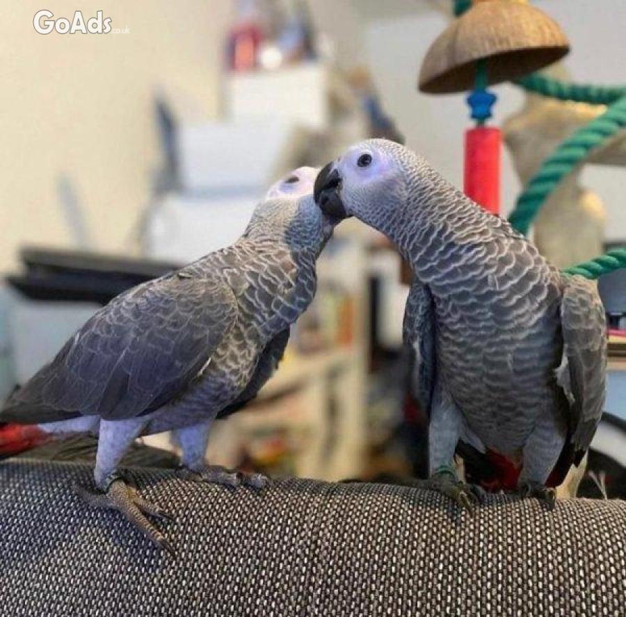 Pair male and female African Grey Parrots Sale
