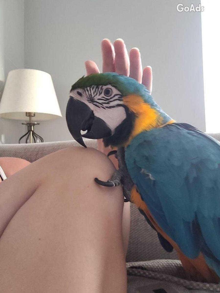 Pair of Blue and gold Macaws Available