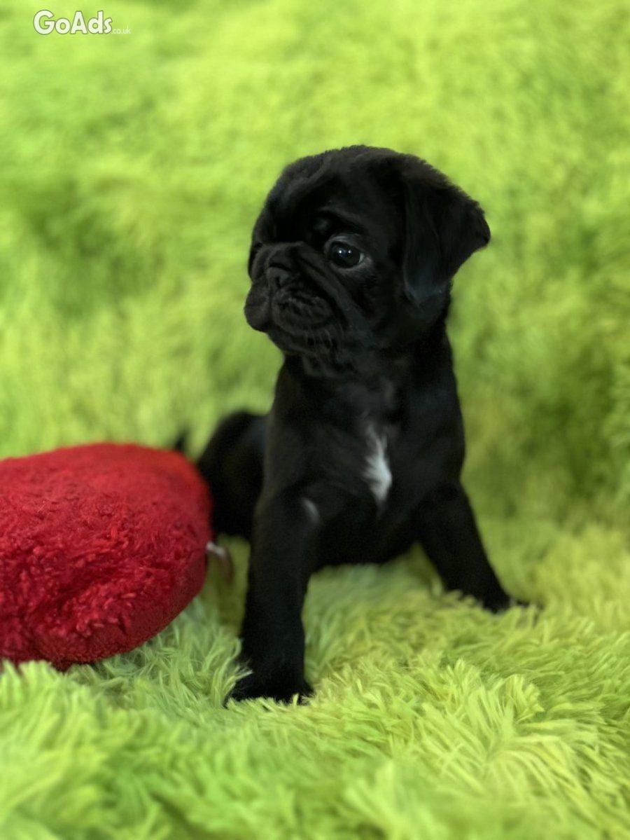 Panda pug/ Black pug