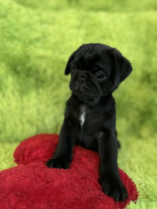 Panda pug/ Black pug